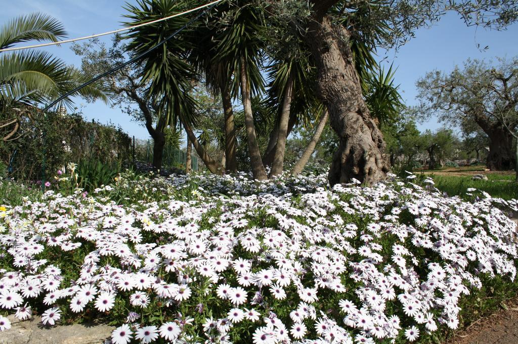 Il Trullo Di Nonna Lella ξενώνας Castellana Grotte Εξωτερικό φωτογραφία